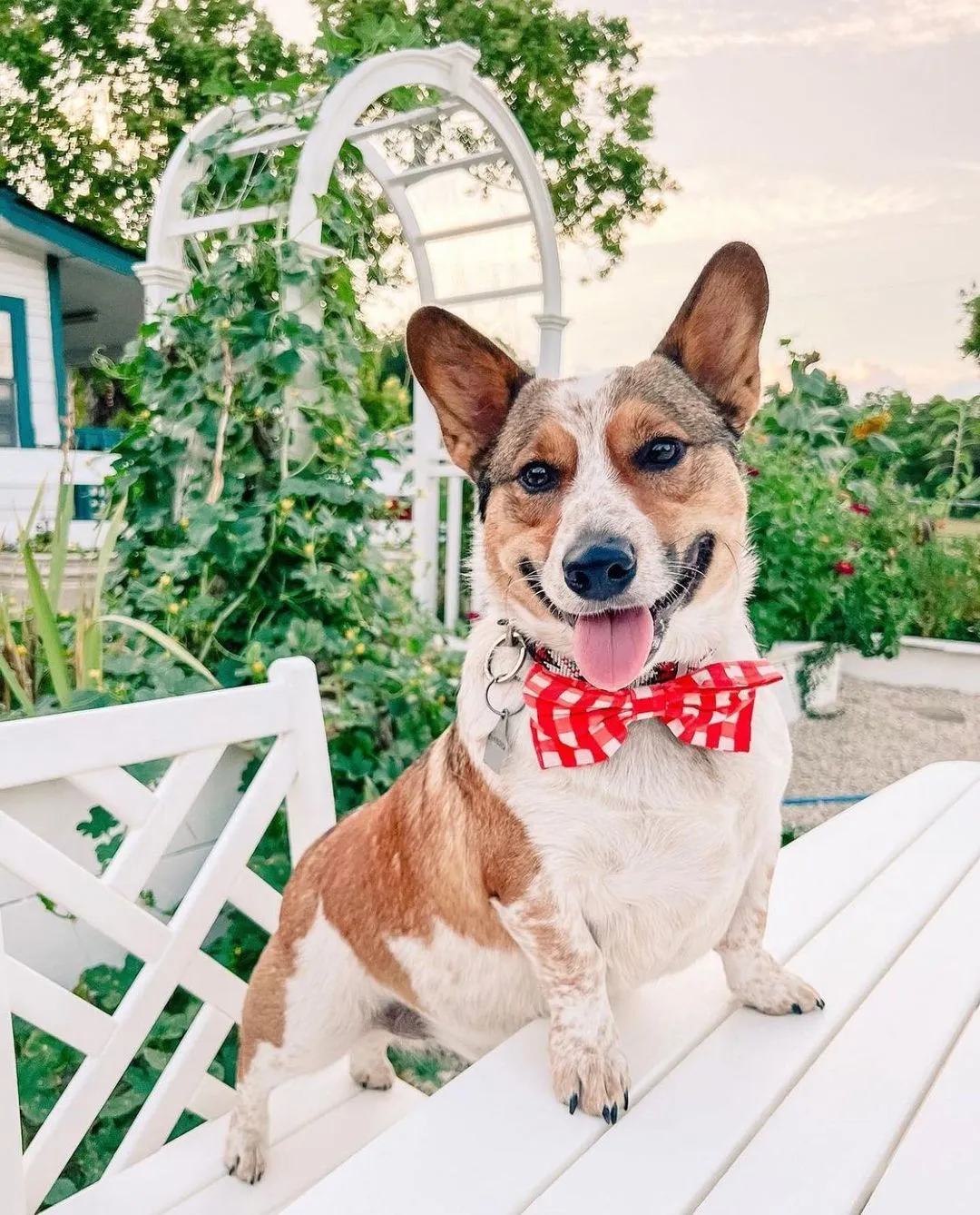 Bow Ties - Classic Red Check