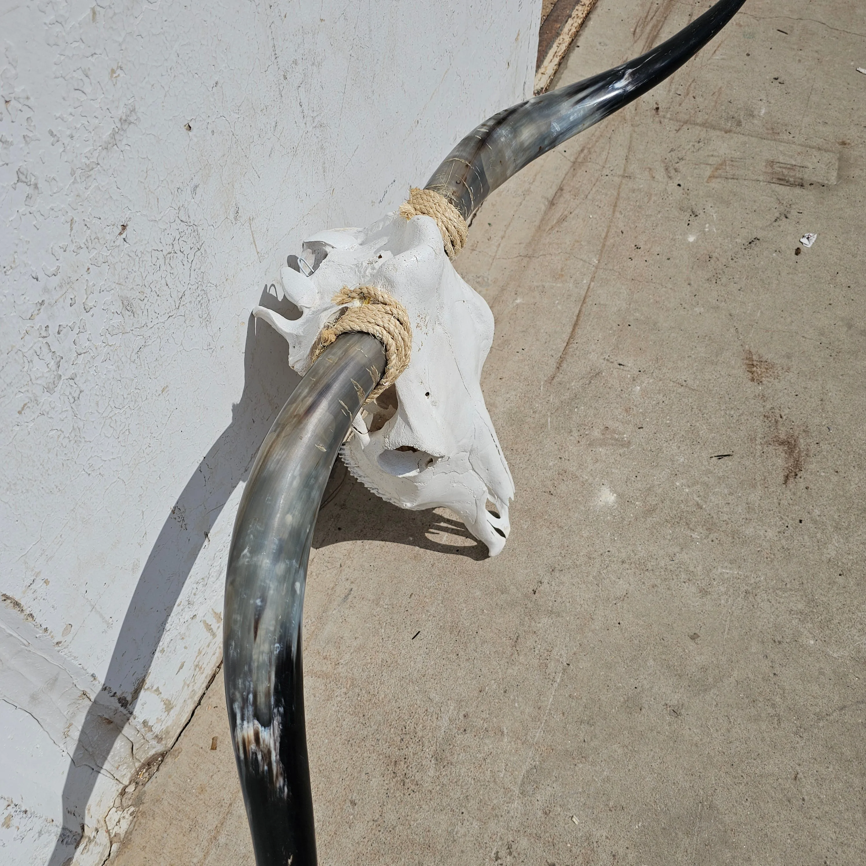 Longhorn Steer Skull and Horns